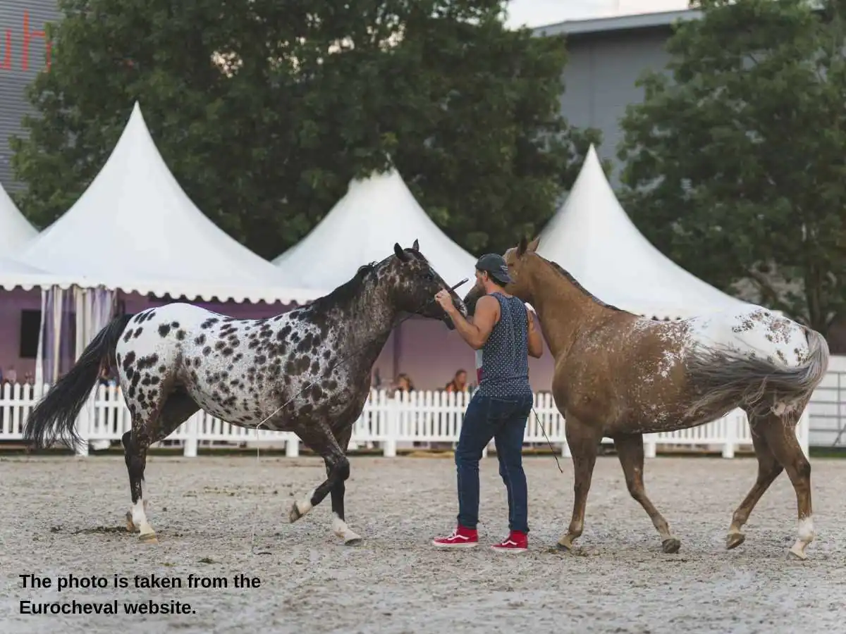 Eurocheval  2027 exhibition stand in Offenburg at Messe Offenburg with horse riding meeting area
