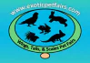 Wings Tails and Scales Exotic Pet Fairs Hastings